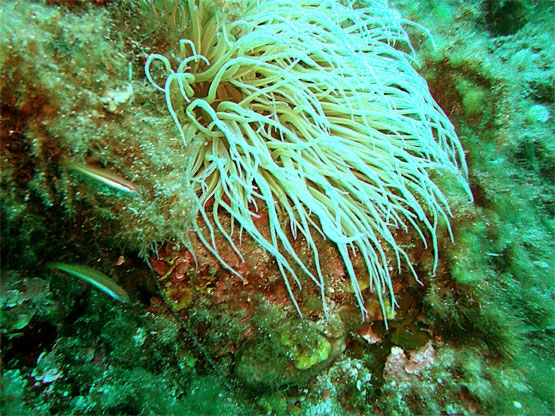 An&eacute;mone verte 