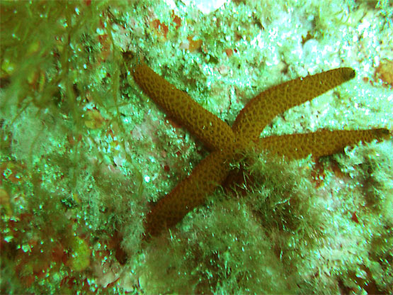 &Eacute;toile lisse. 