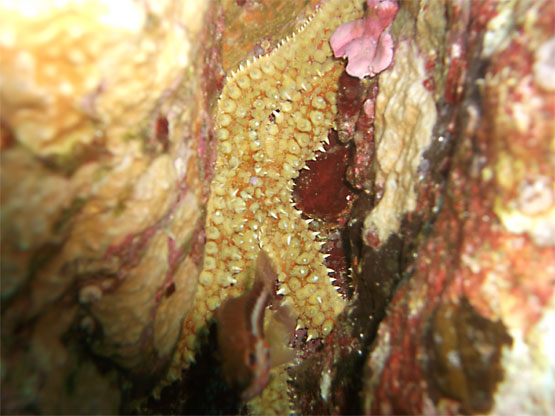 &Eacute;toile de mer 