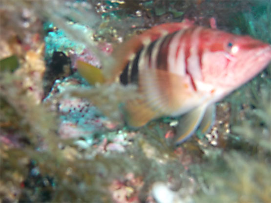 Serran &eacute;criture