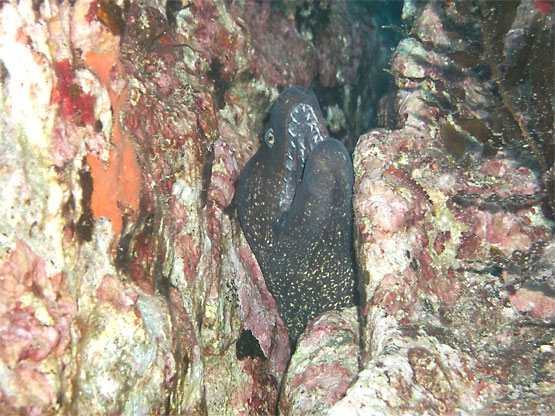 Mur&egrave;ne commune 