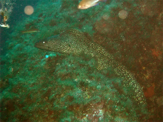 Mur&egrave;ne commune 