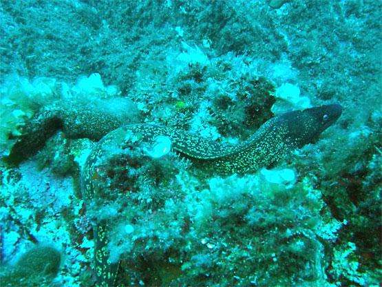 Mur&egrave;ne commune 