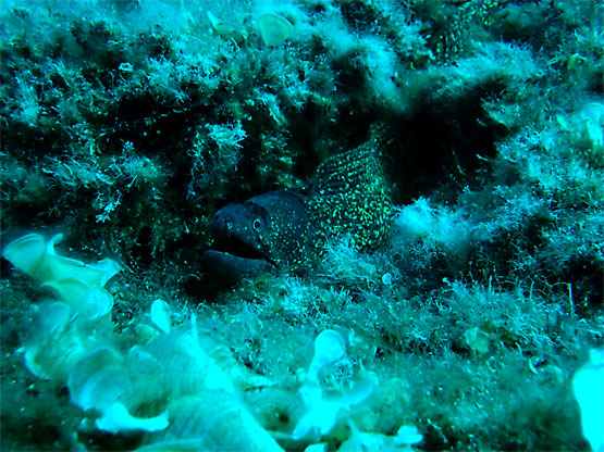 Mur&egrave;ne commune 