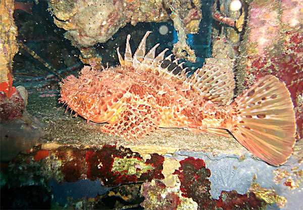 Scorpaena Scrofa ou chapon