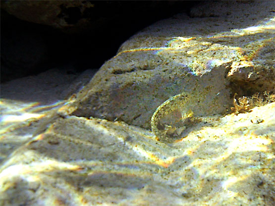 Gobie &agrave; t&ecirc;te jaune 