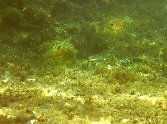 &Eacute;toile de mer 